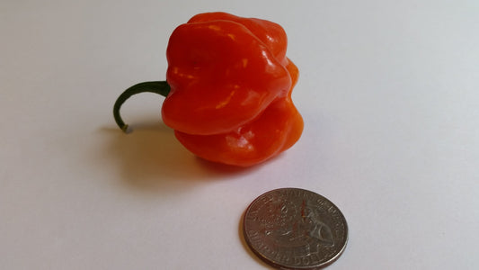 Star of Turkey - Seeds