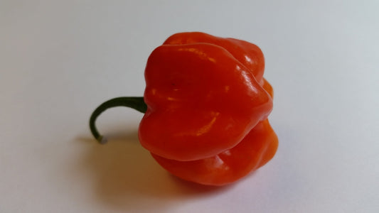 Star of Turkey - Seeds