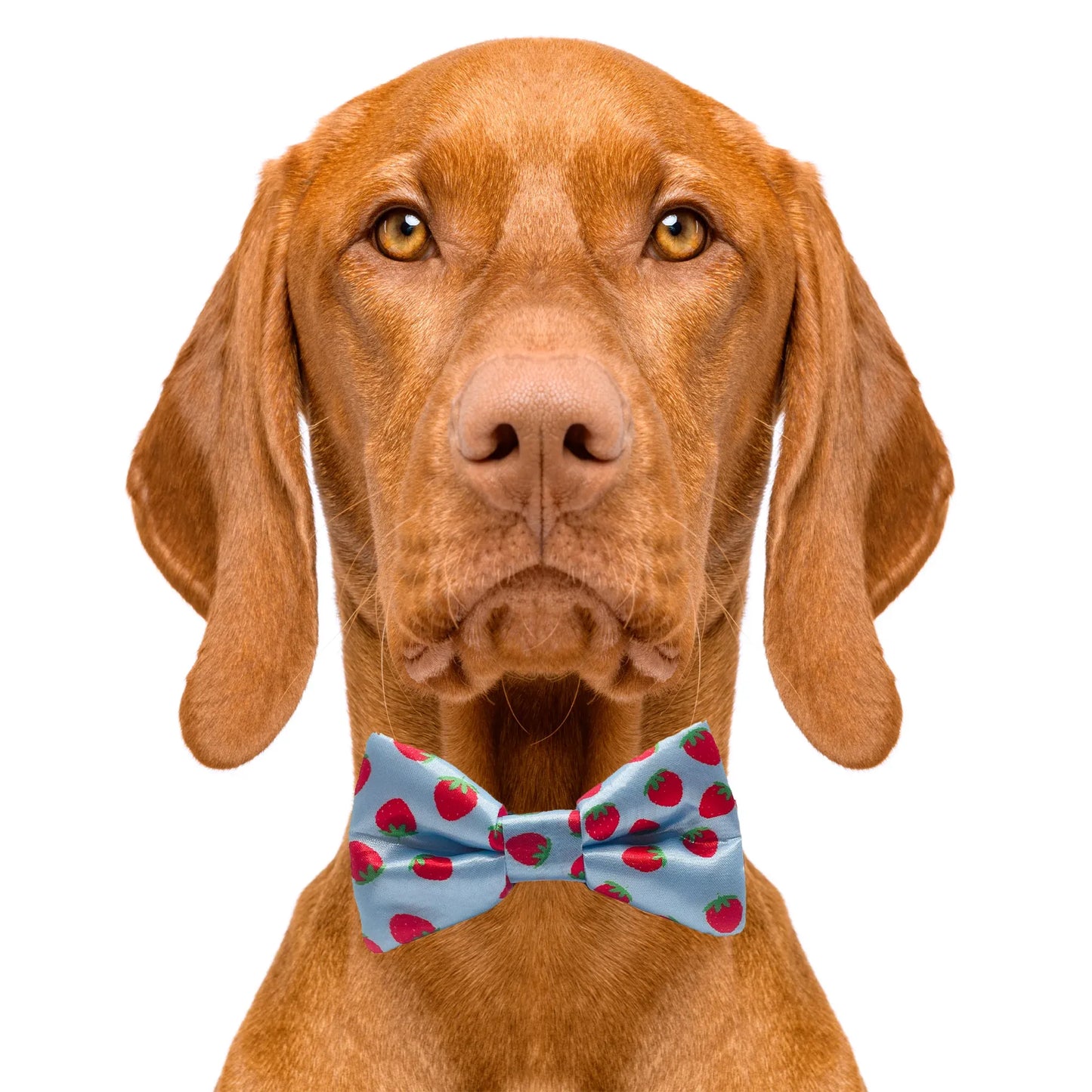 Stawberry Blue Dog Bow Tie