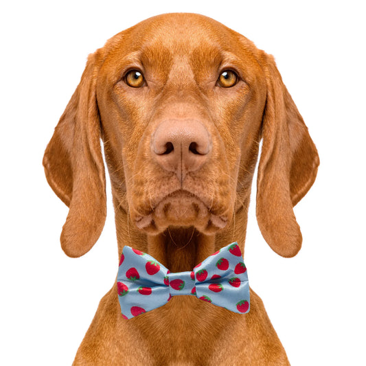 Stawberry Blue Dog Bow Tie