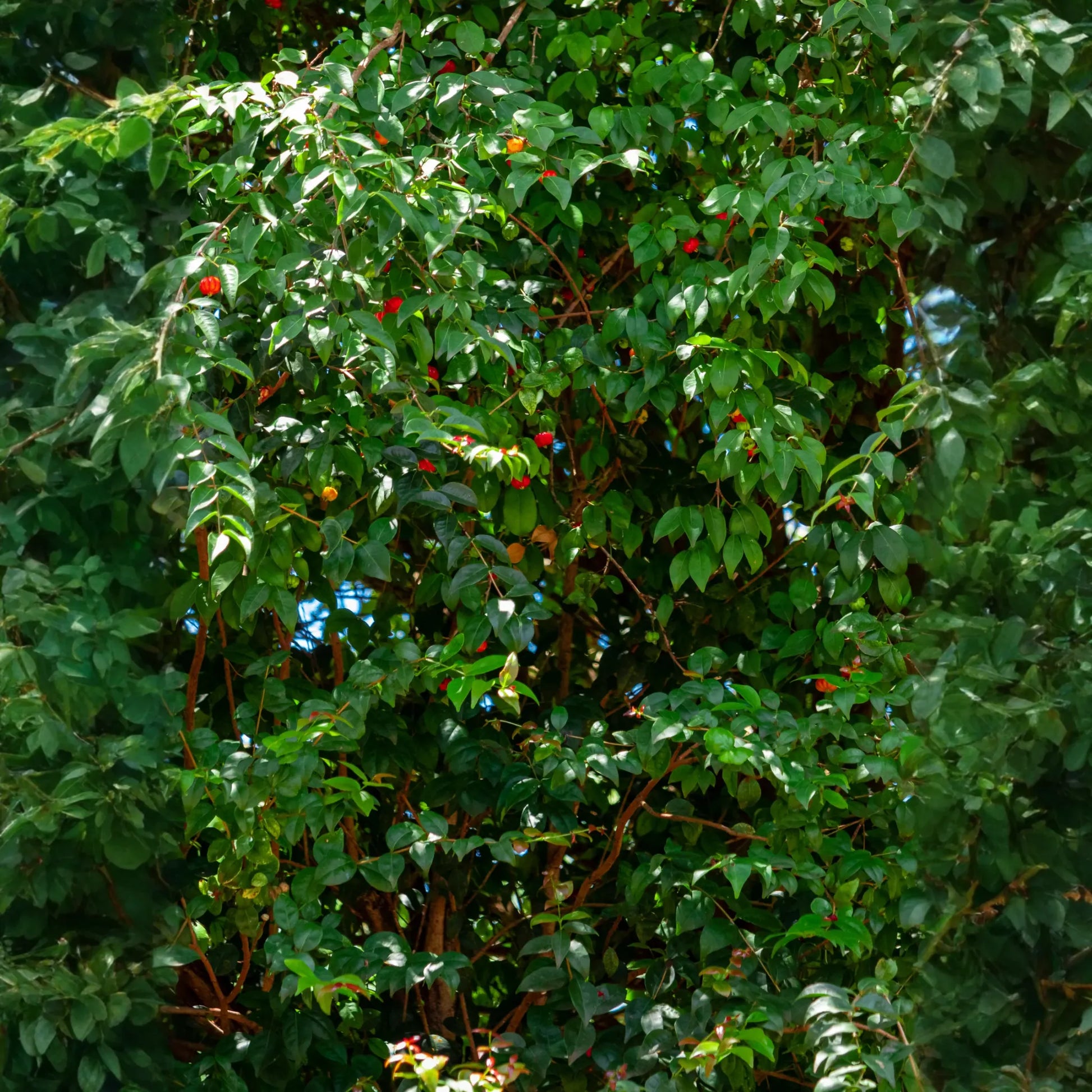 Surinam Cherry (Eugenia uniflora)