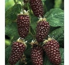 Boysenberry [Blackberry x Loganberry x Raspberry] (Live Plant)