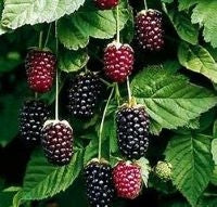 Boysenberry [Blackberry x Loganberry x Raspberry] (Live Plant)