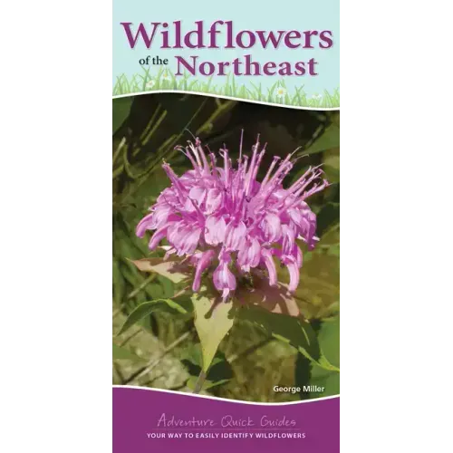 Wildflowers of the Northeast: Your Way to Easily Identify Wildflowers