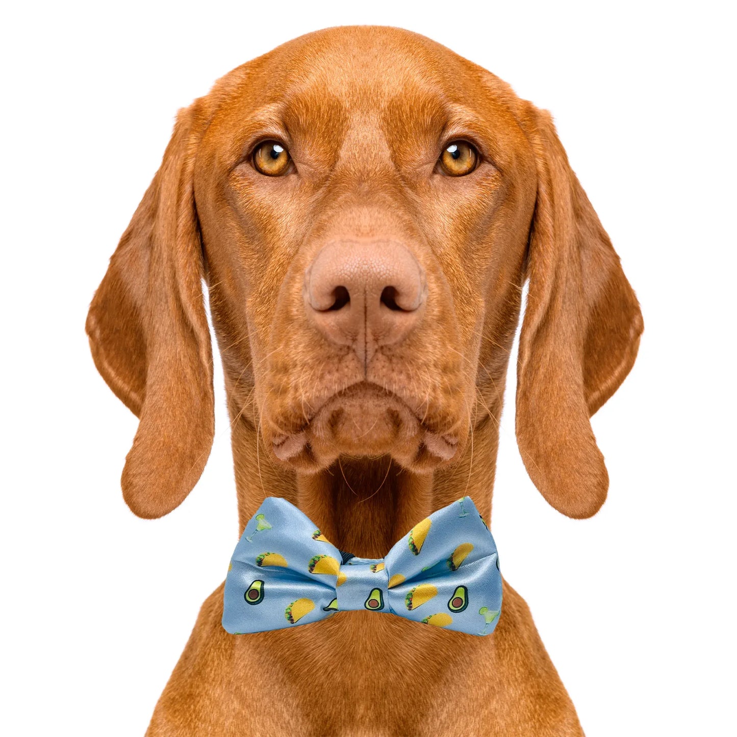 Taco Tuesday Dog Bow Tie