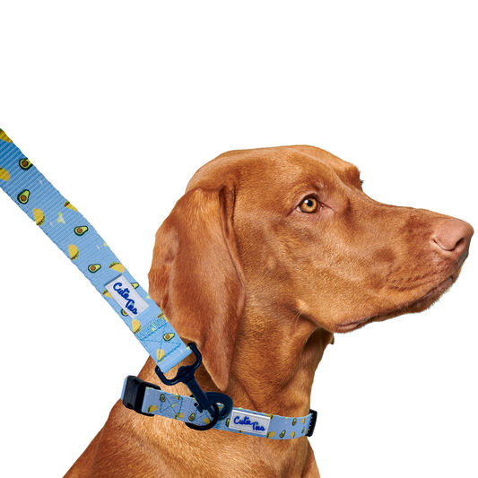 Taco Tuesday Dog Leash