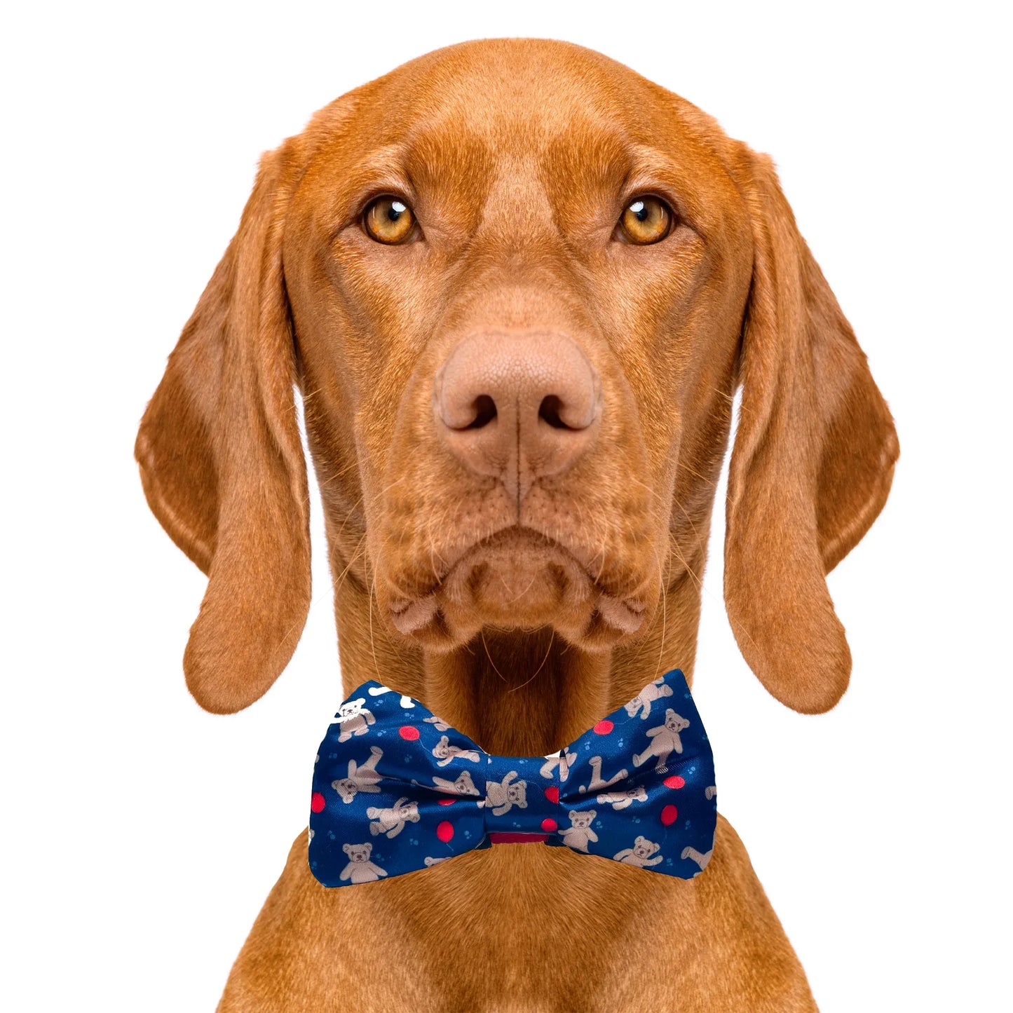 Teddy Bear Dog Bow Tie Blue