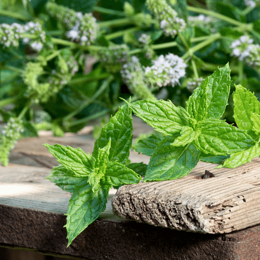 8 Rooted Peppermint Plants 8–15” – Organic Live Mint Plant Starts, Hardy Perennial Herb for Tea, Cooking & Garden Containers