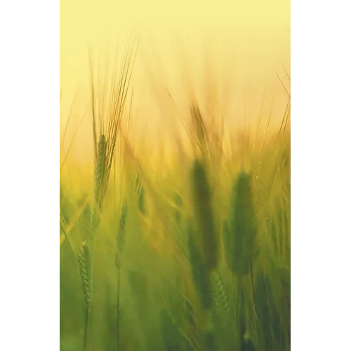 Agricultural Microbiology