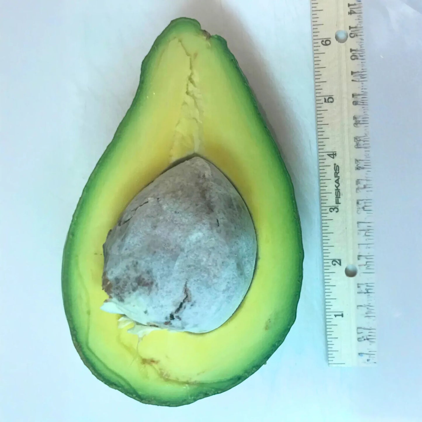 Avocado 'Tonnage' (Persea americana)