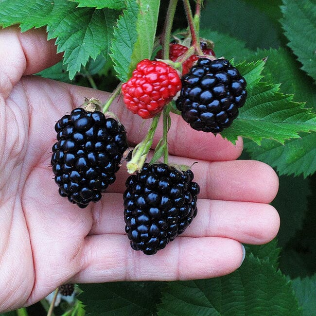 Triple Crown Blackberry Plant