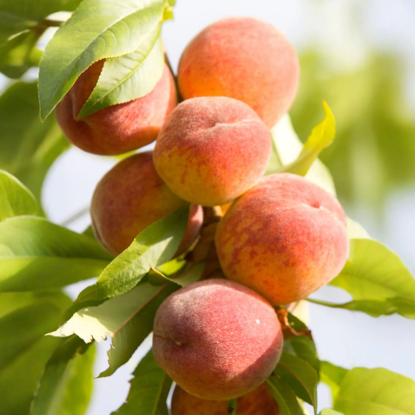 Peach 'Tropic Beauty' (Prunus persica)