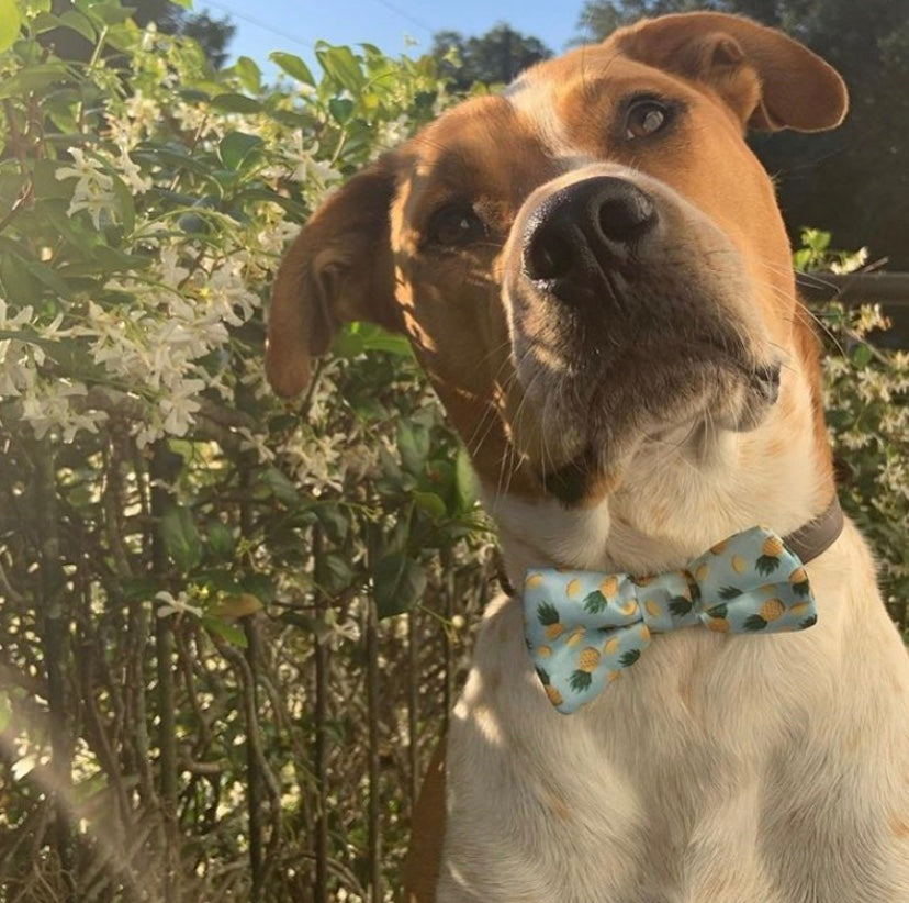 Tropic Like It's Hot Pineapple Dog Bow Tie