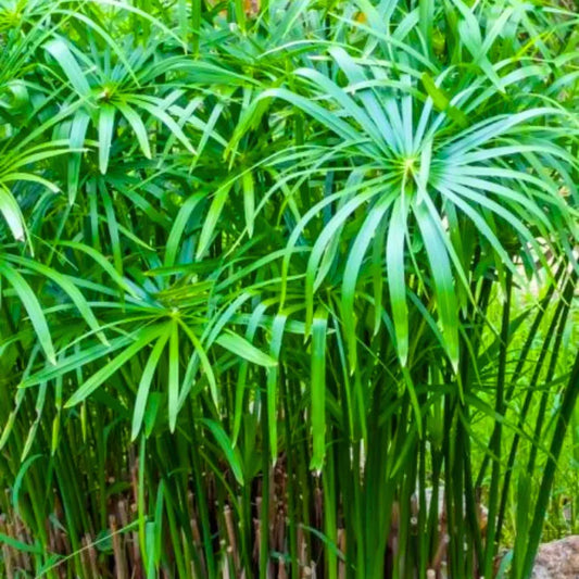 Live Dwarf Umbrella Palm (Cyperus alternifolius gracilis) Tropical Marginal Pond Plant | Hardy Bareroot Water Garden Plant