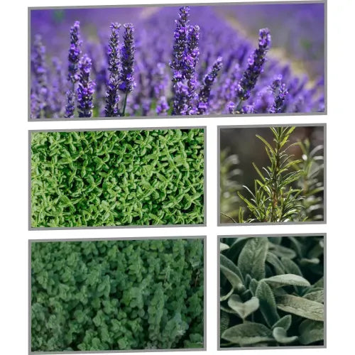 Dry & Sunny Herb Companions Seed Pack (Thyme, Oregano, Lavender, Sage, Rosemary)
