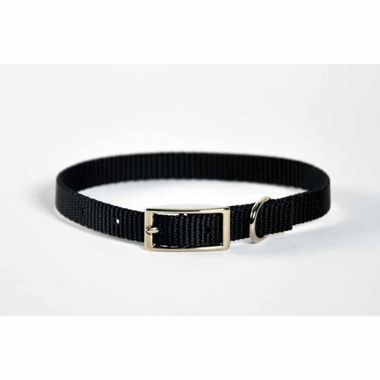 Dog Collar Skinny - 8" Turquoise