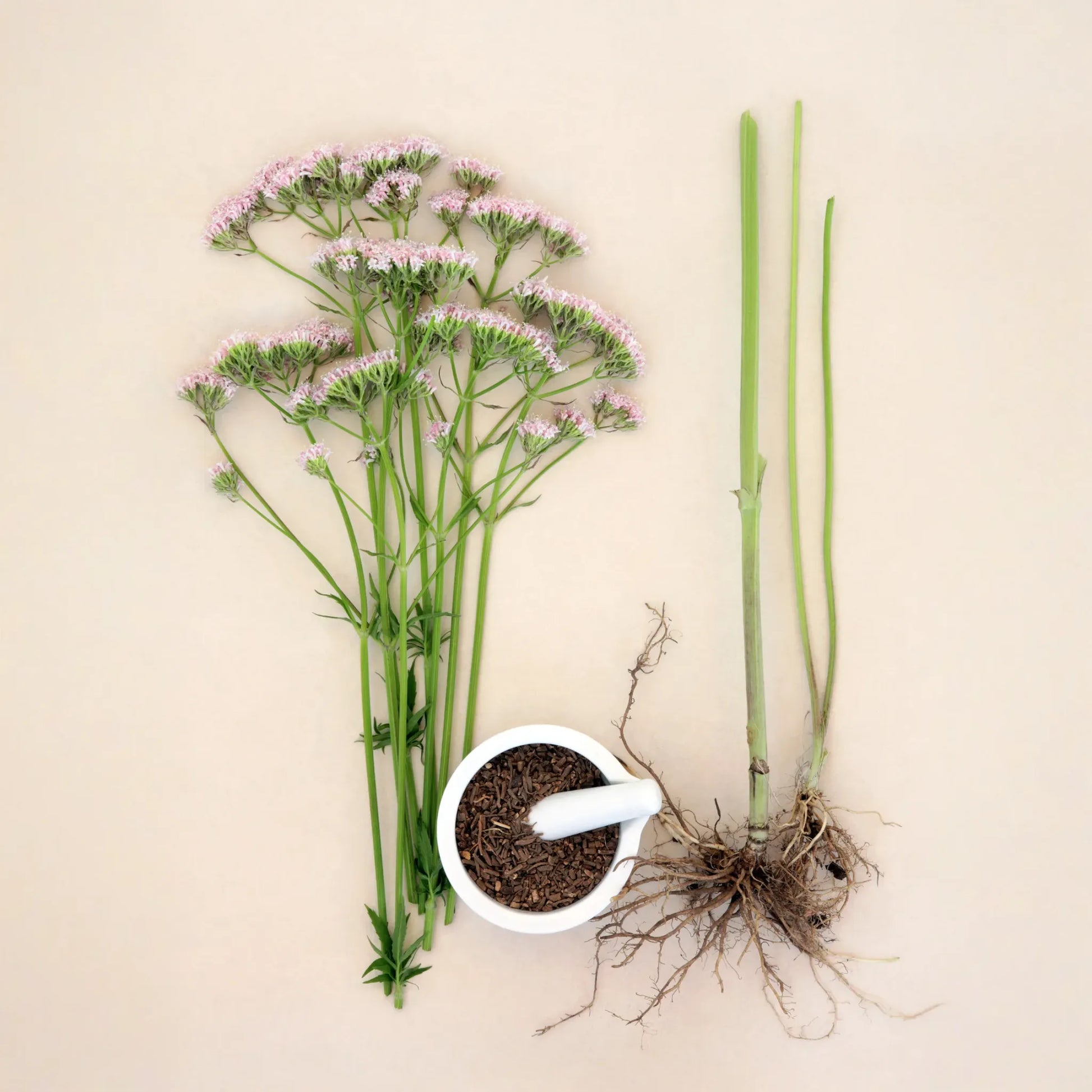 Valerian Root (Valeriana officinalis)