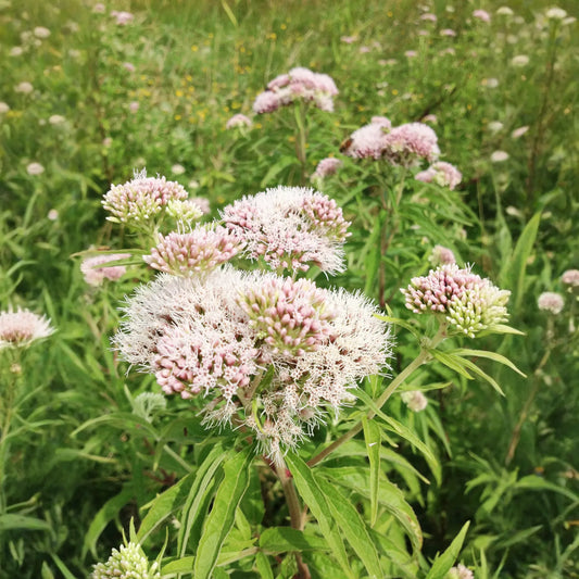 Valerian Root (Valeriana officinalis)