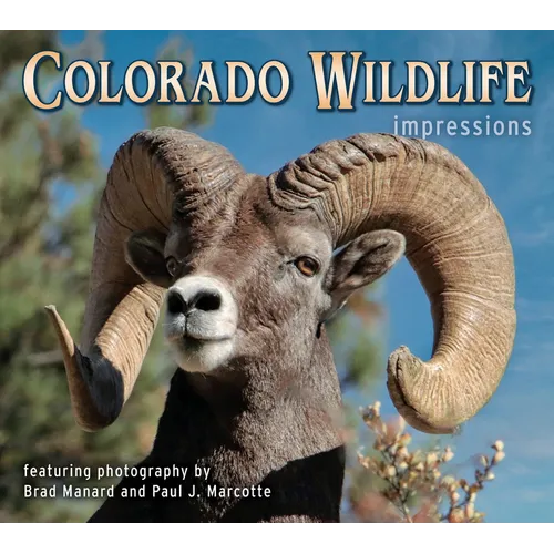 Colorado Wildlife Impressions