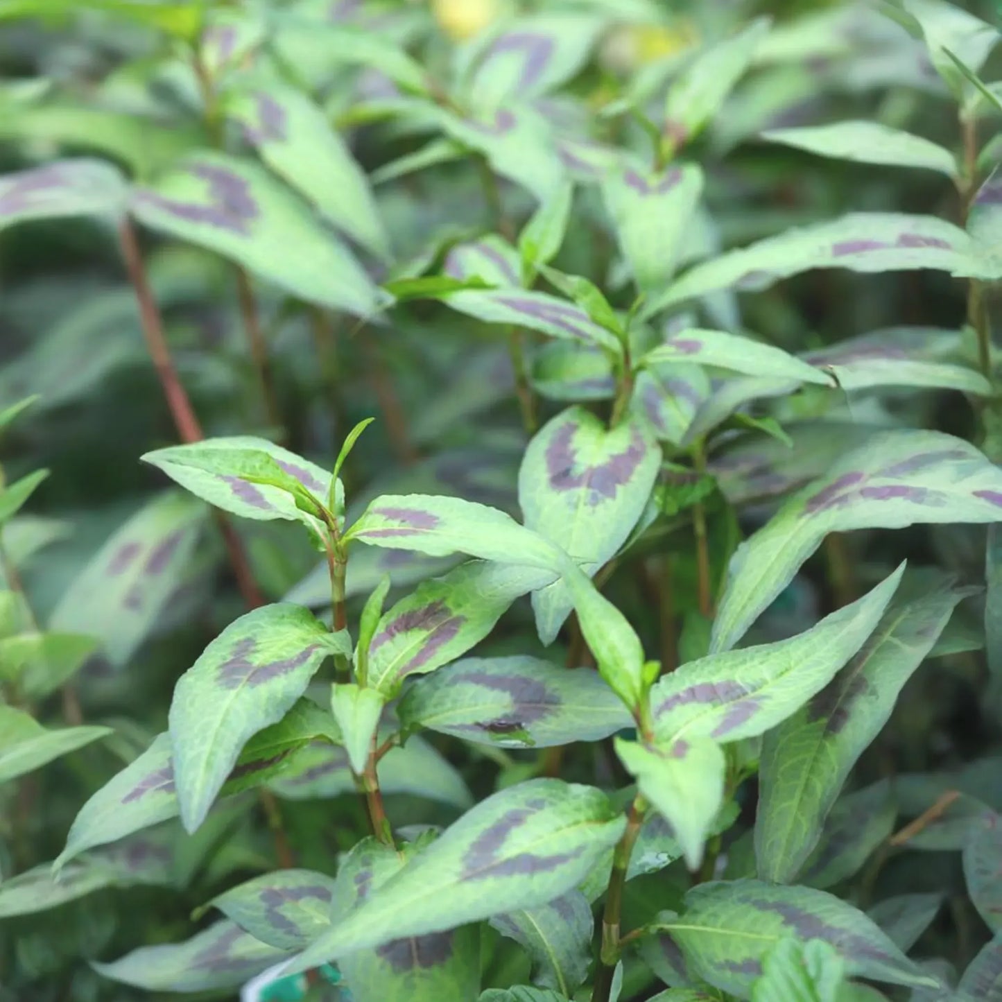 Vietnamese Coriander (Persicaria odorata)