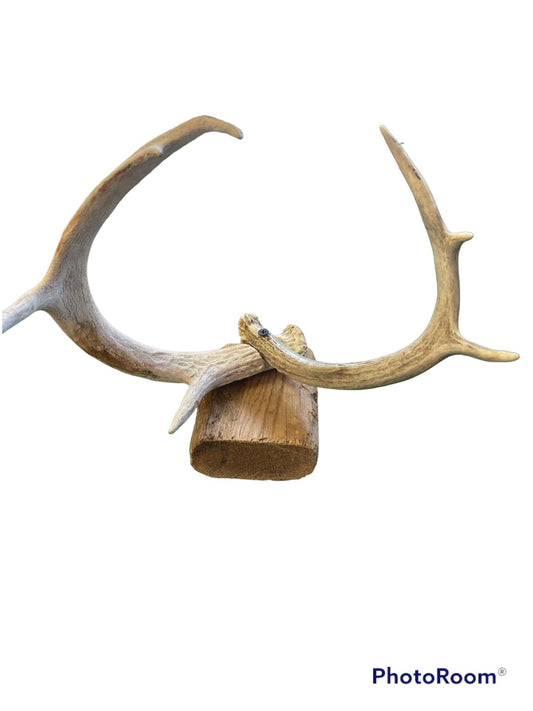 cuernos / Deer Antler