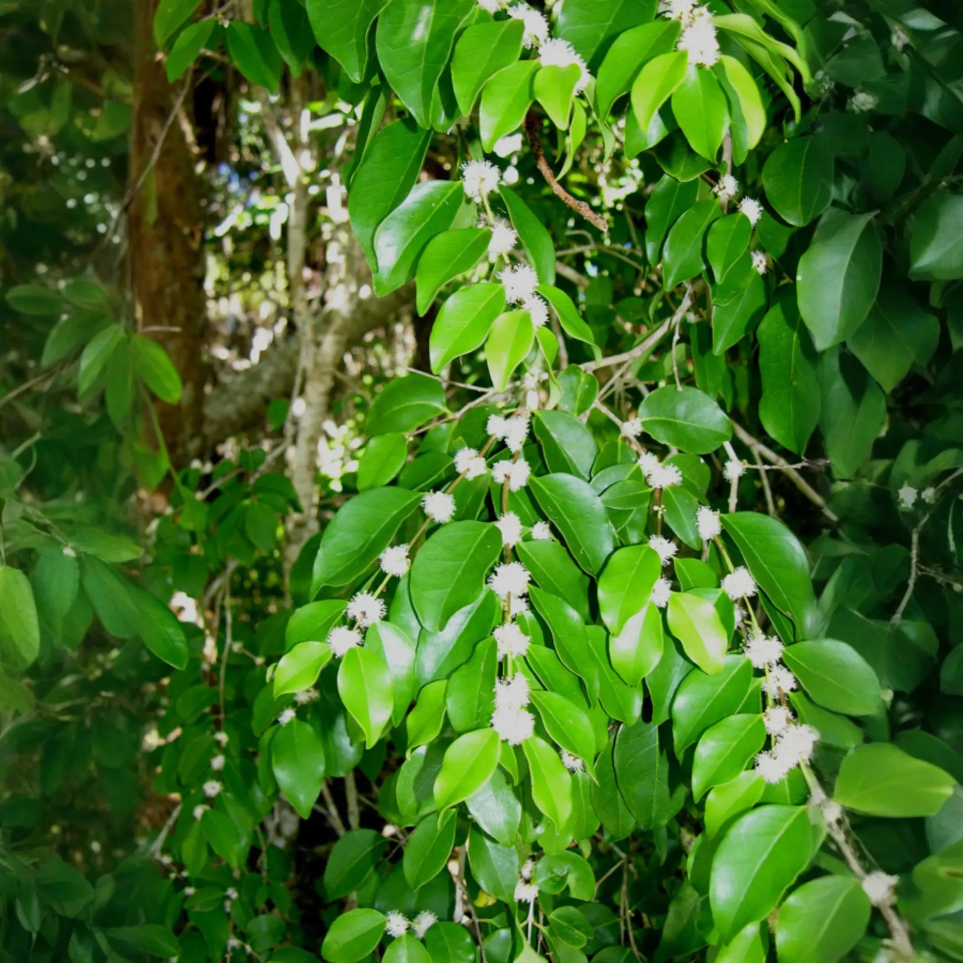 White Berry Stopper (Eugenia axillaris)