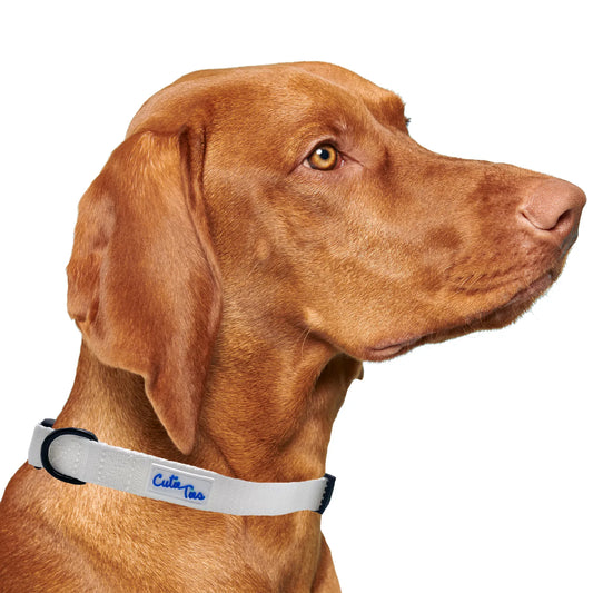 White Dog Collar