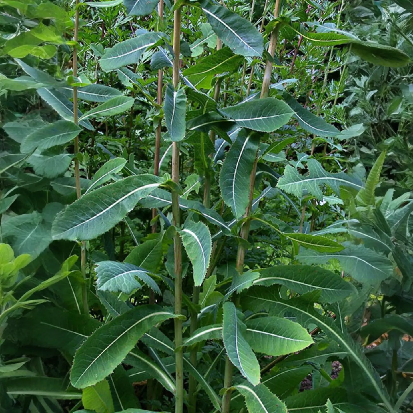 Wild Lettuce (Lactuca virosa)