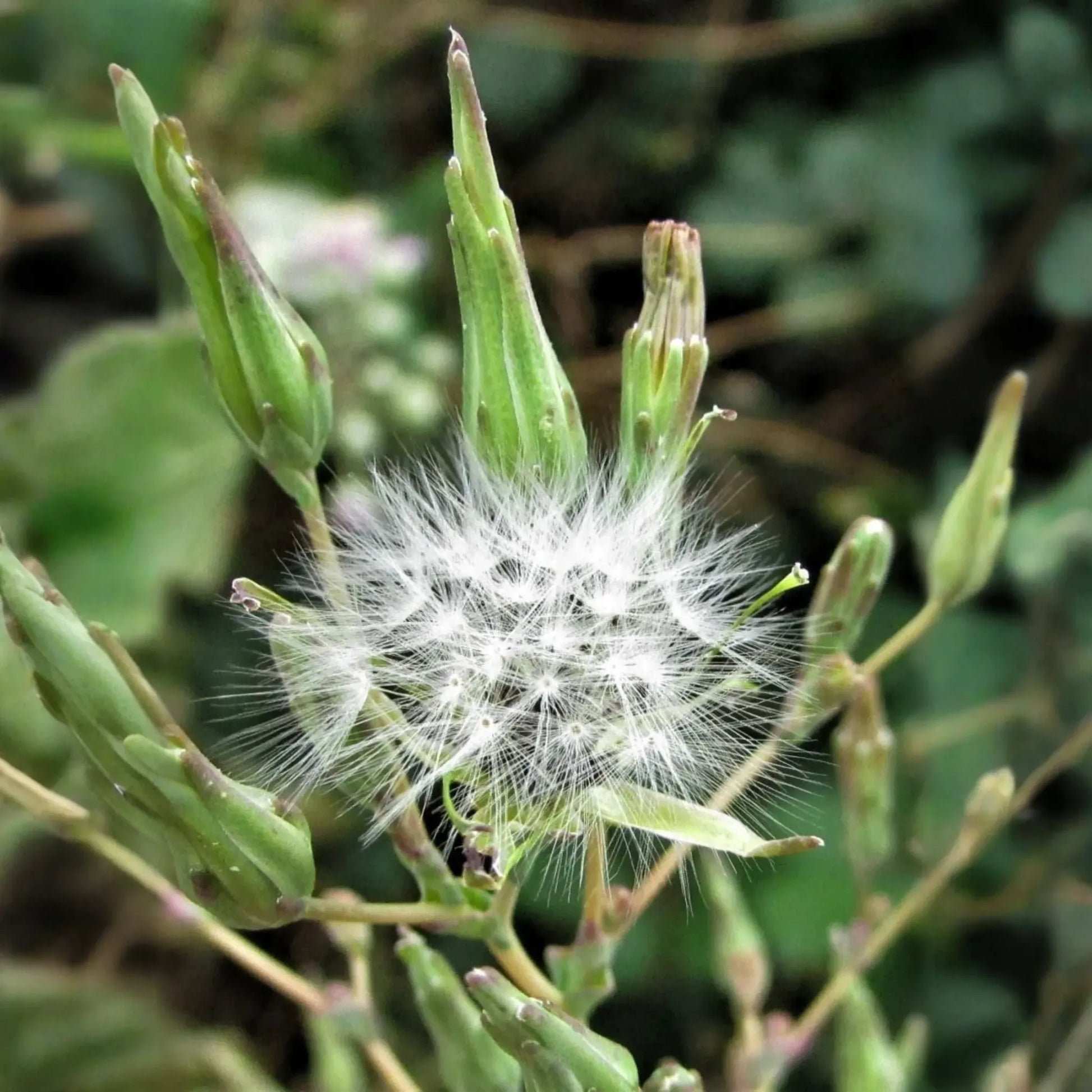 Wild Lettuce (Lactuca virosa)