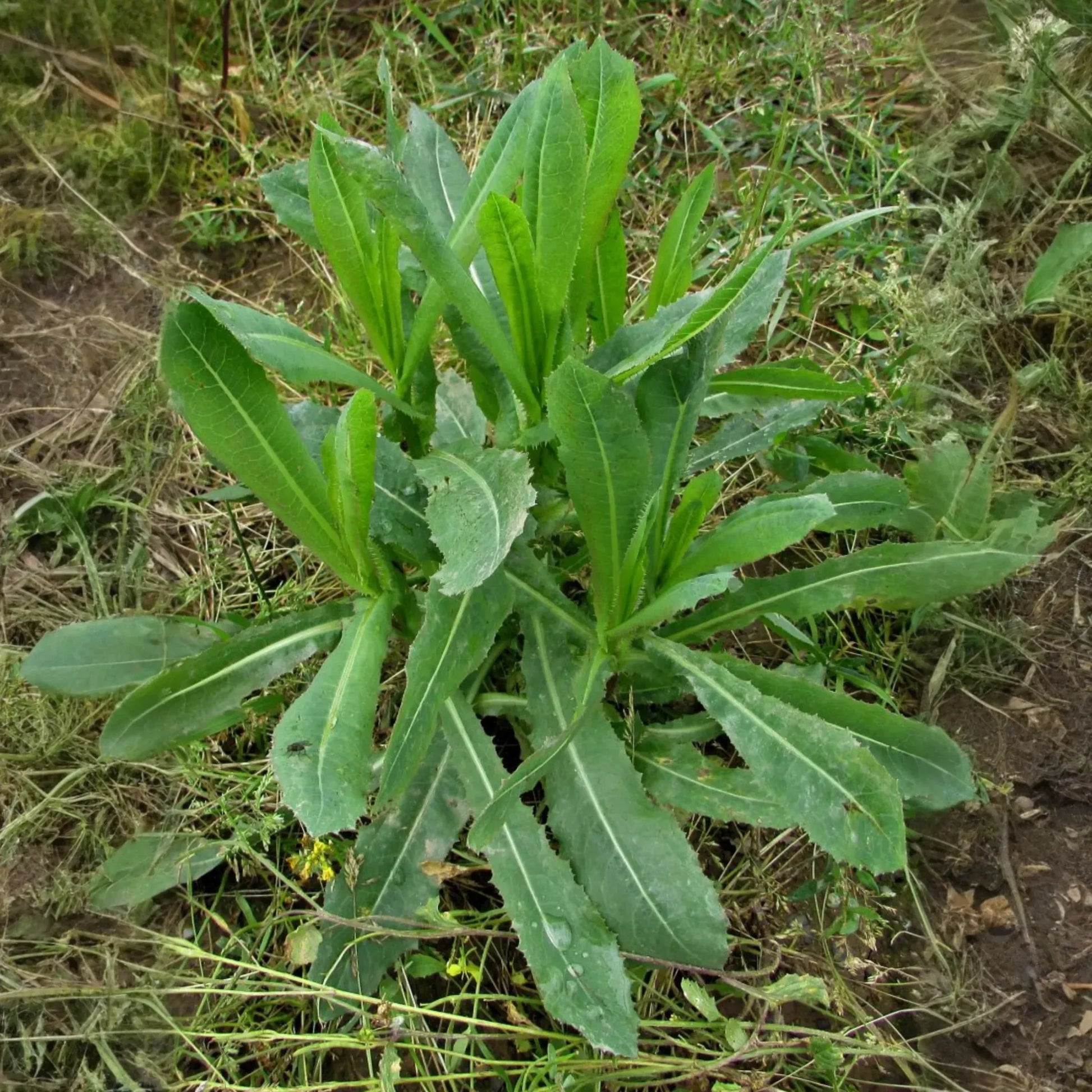 Wild Lettuce (Lactuca virosa)
