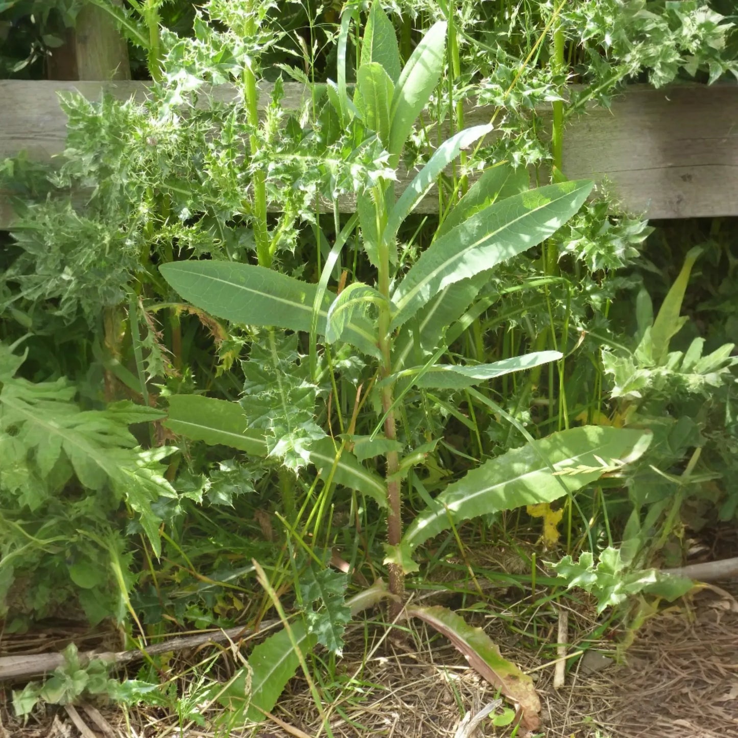 Wild Lettuce (Lactuca virosa)