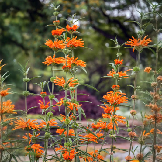 Wild Dagga (Leonotis leonurus)