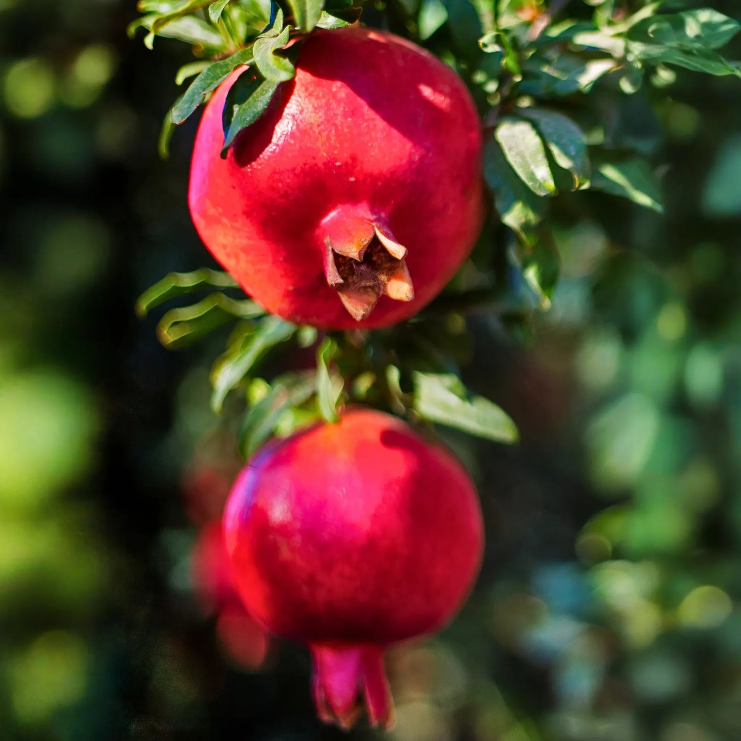Pomegranate 'Wonderful' (Punica granatum)