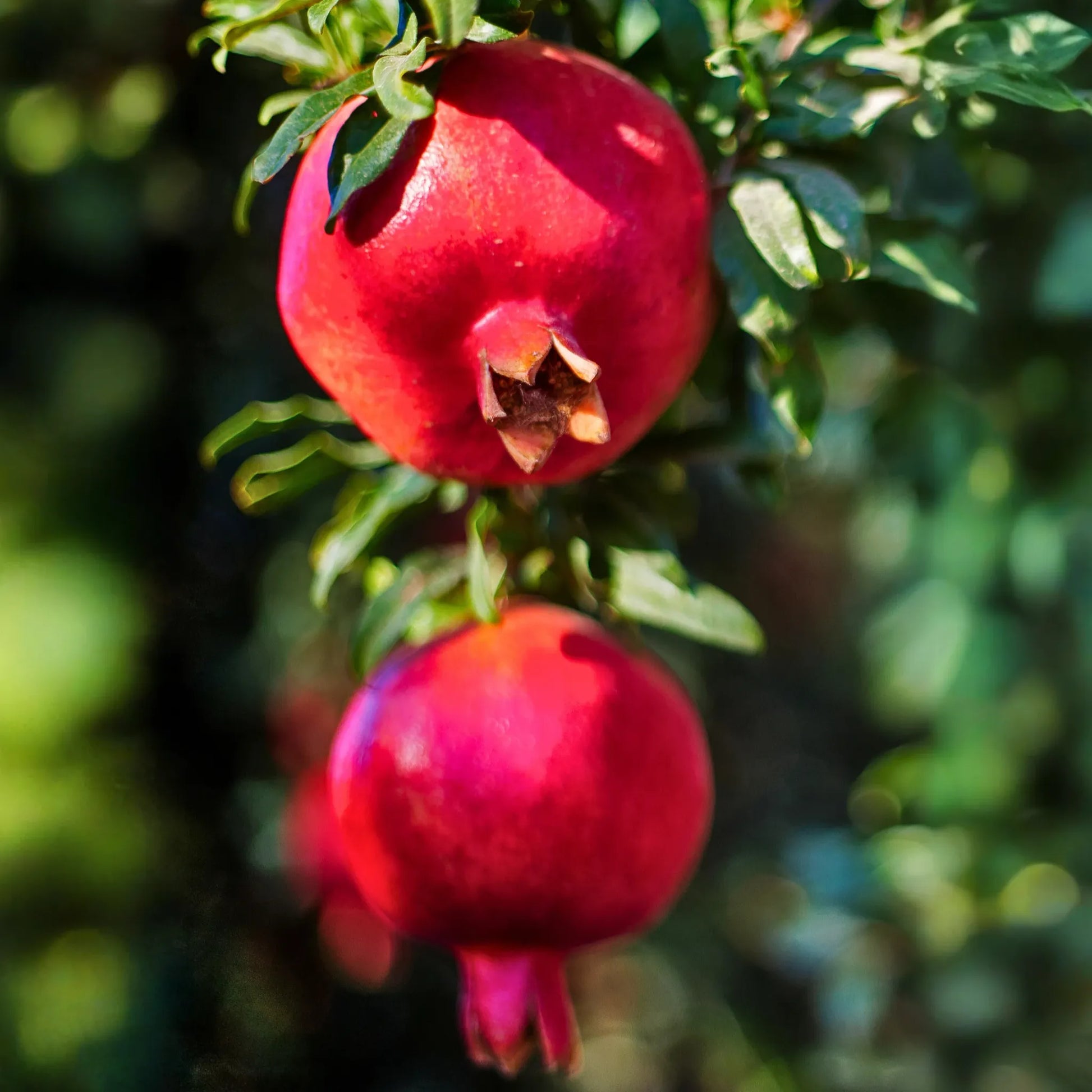 Pomegranate 'Wonderful' (Punica granatum)