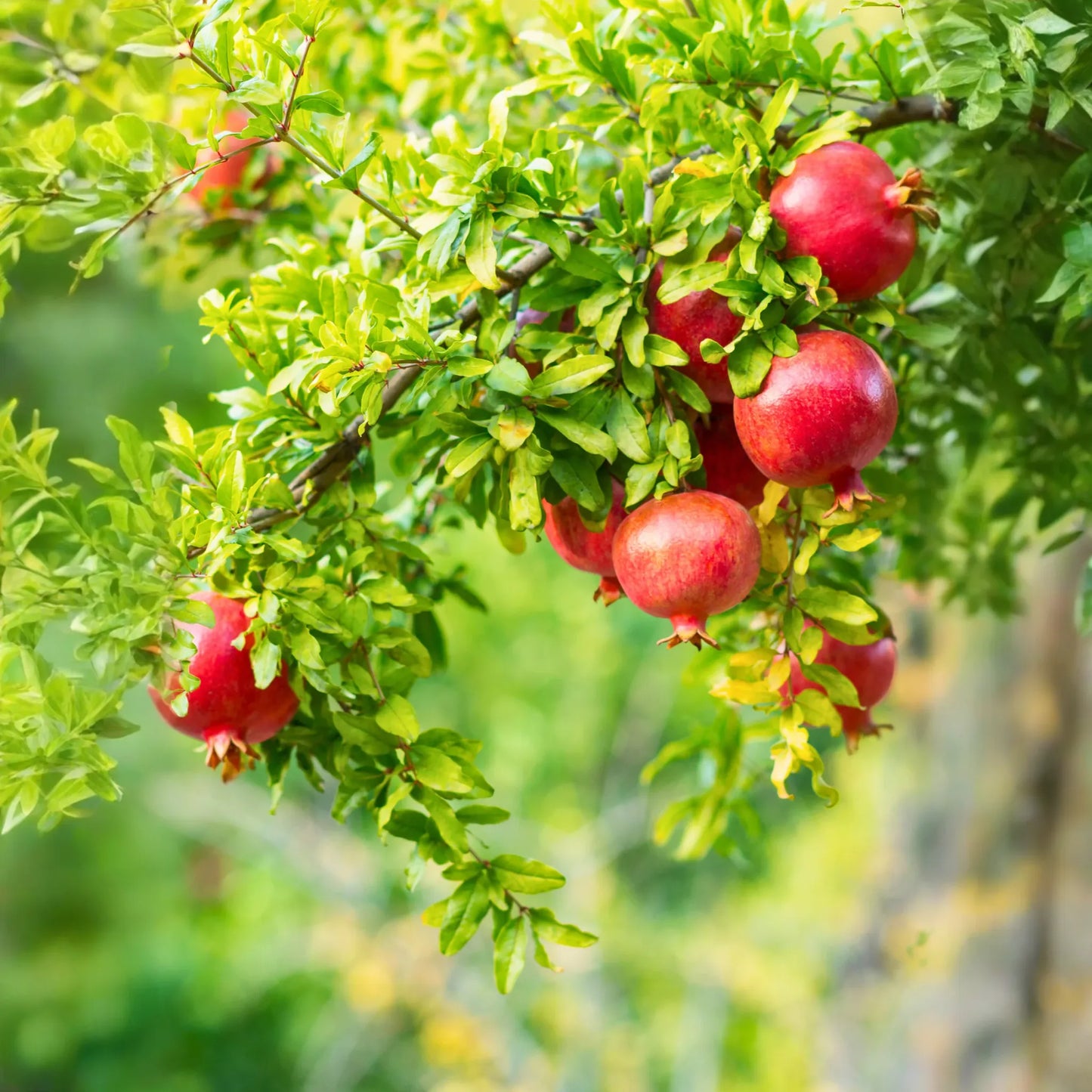 Pomegranate 'Wonderful' (Punica granatum)