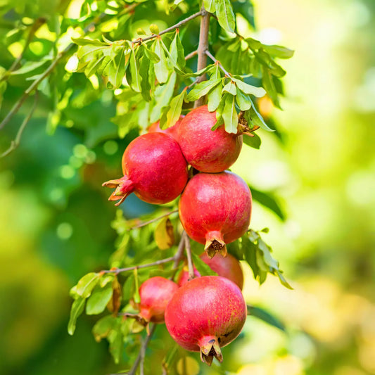 Pomegranate 'Wonderful' (Punica granatum)