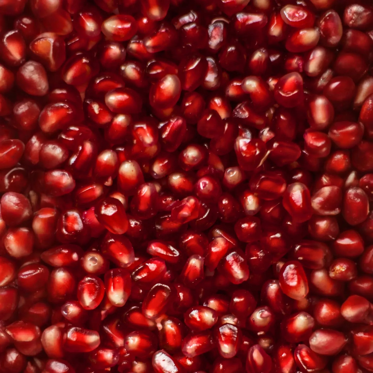 Pomegranate 'Wonderful' (Punica granatum)