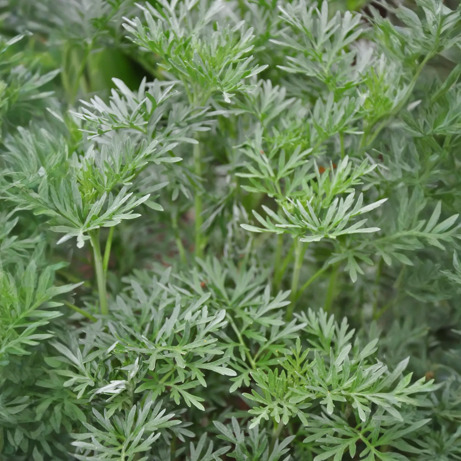 Wormwood (Artemisia absinthium)