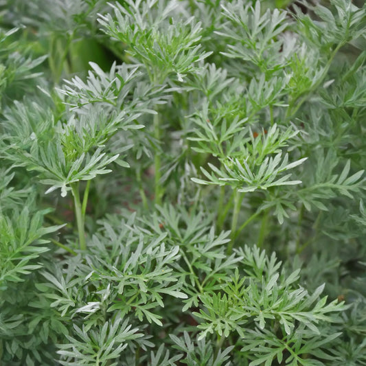 Wormwood (Artemisia absinthium)