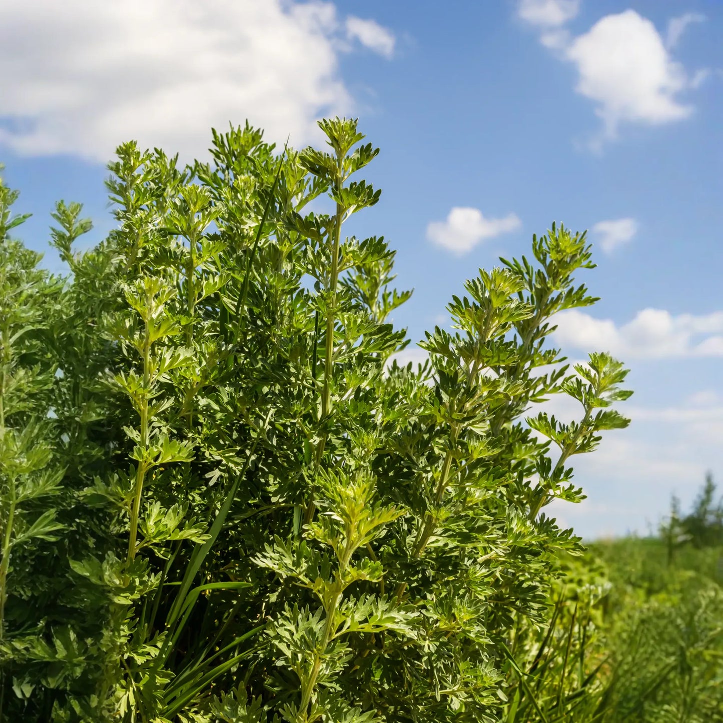 Wormwood (Artemisia absinthium)