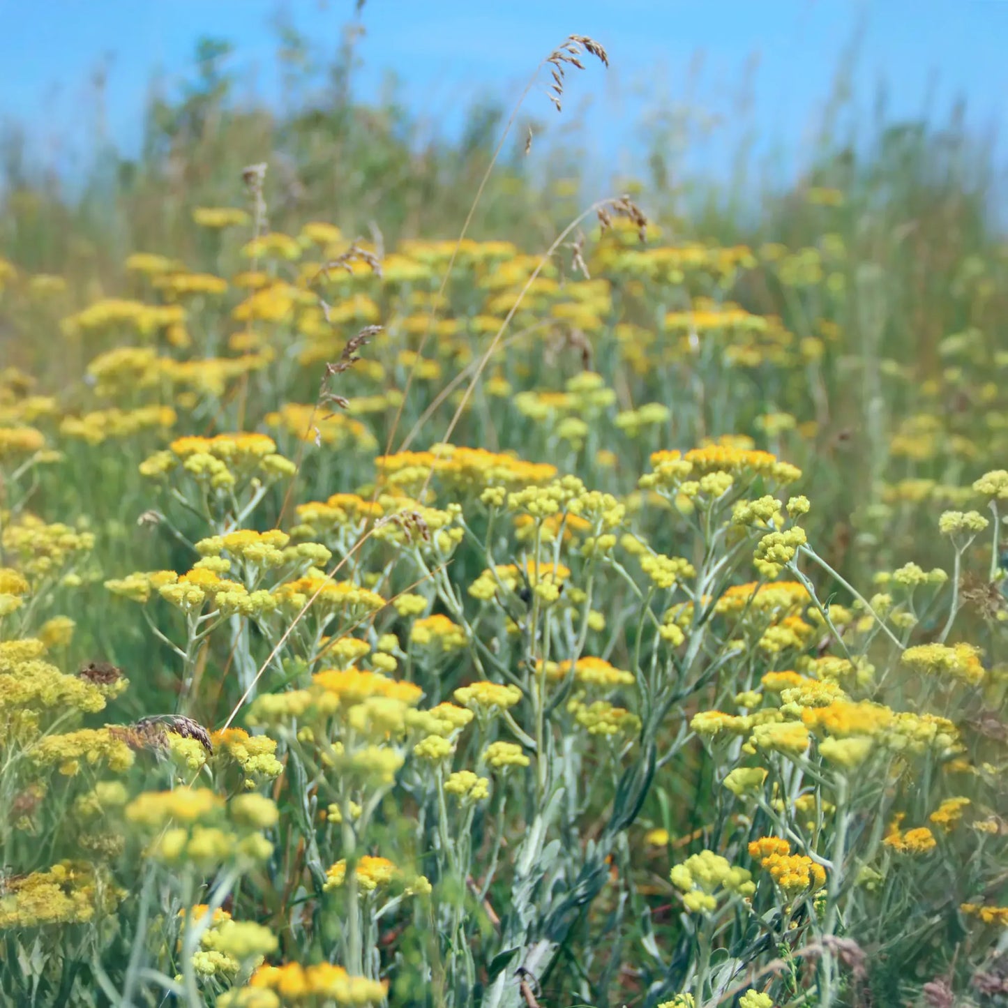 Wormwood (Artemisia absinthium)