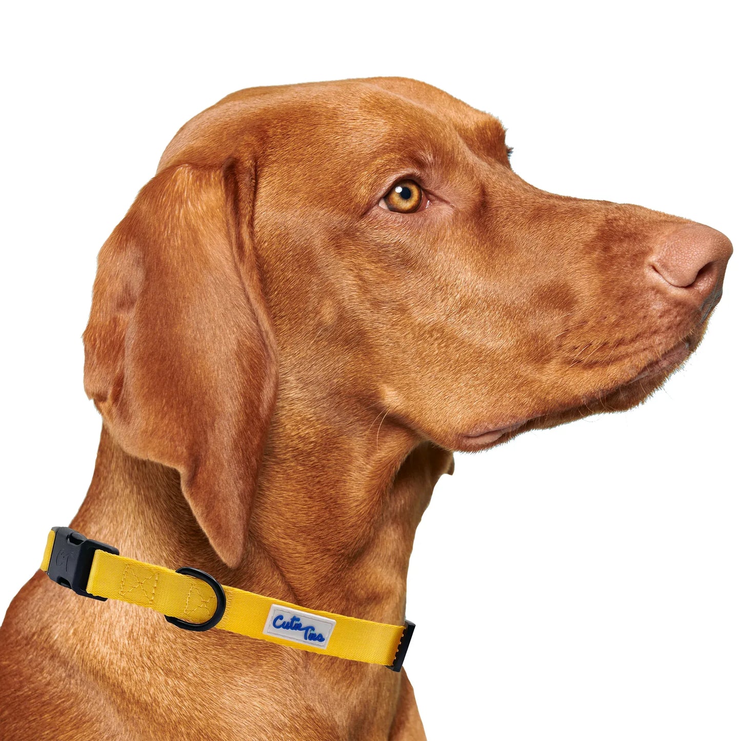 Yellow Dog Collar