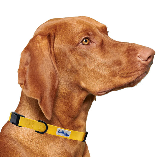 Yellow Dog Collar