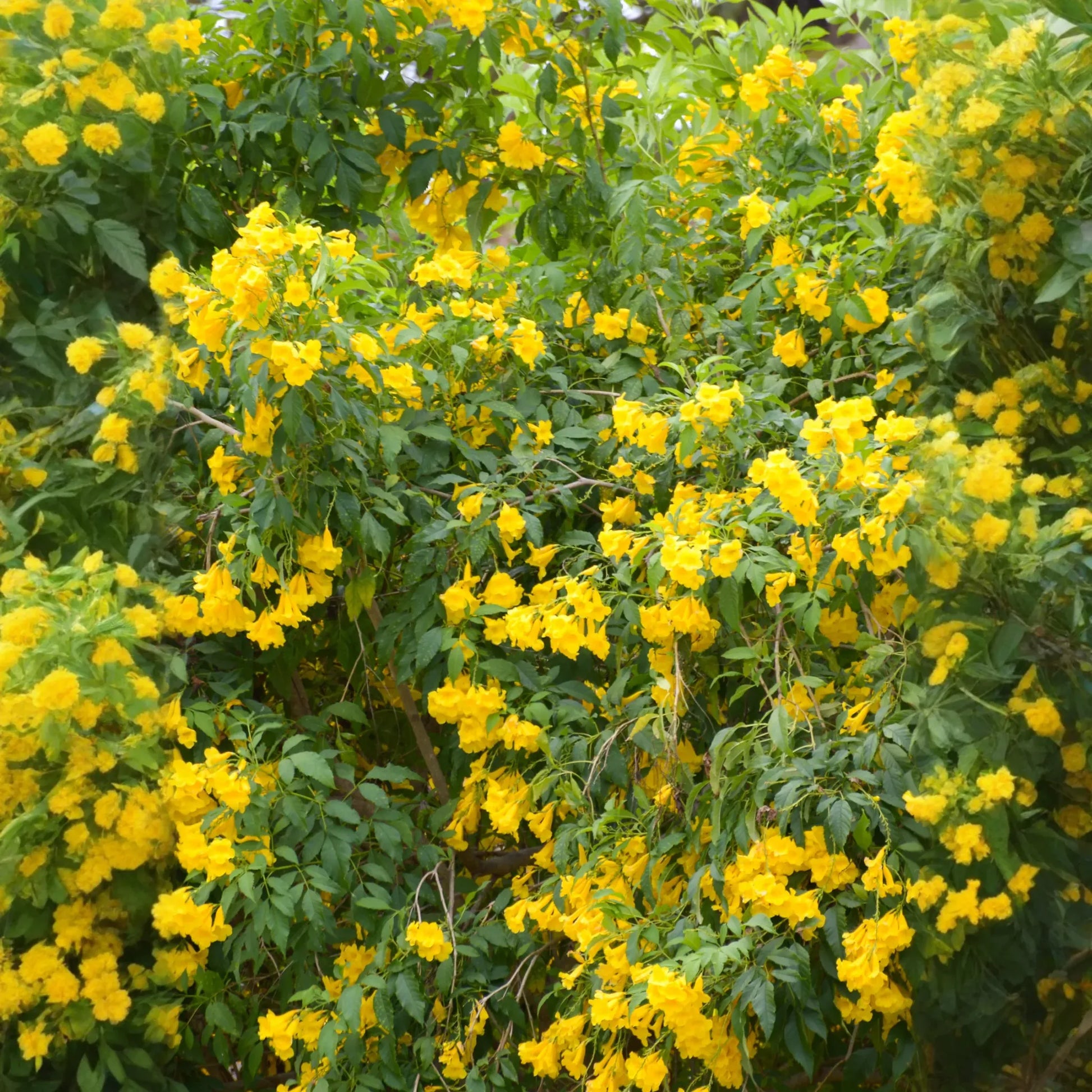 Hojas de Tronadora, Yellow Elder (Tecoma stans)
