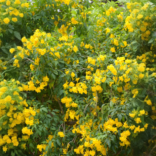 Hojas de Tronadora, Yellow Elder (Tecoma stans)