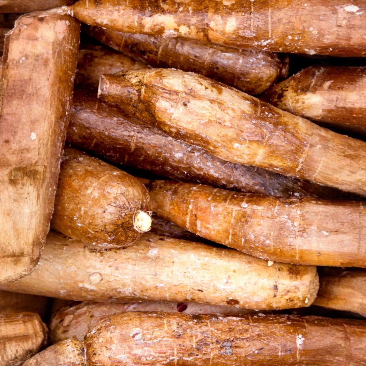 Yuca Root (Manihot esculenta)
