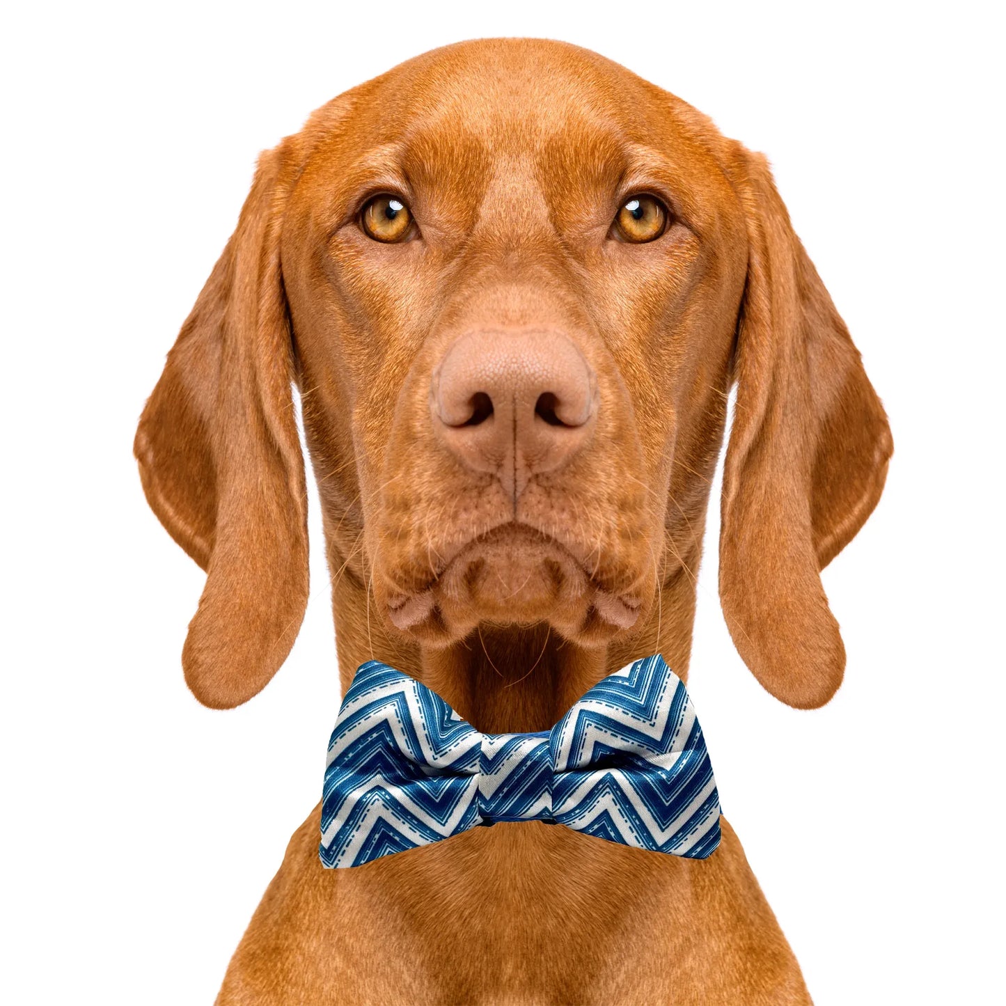 Zig Zag Dog Bow Tie