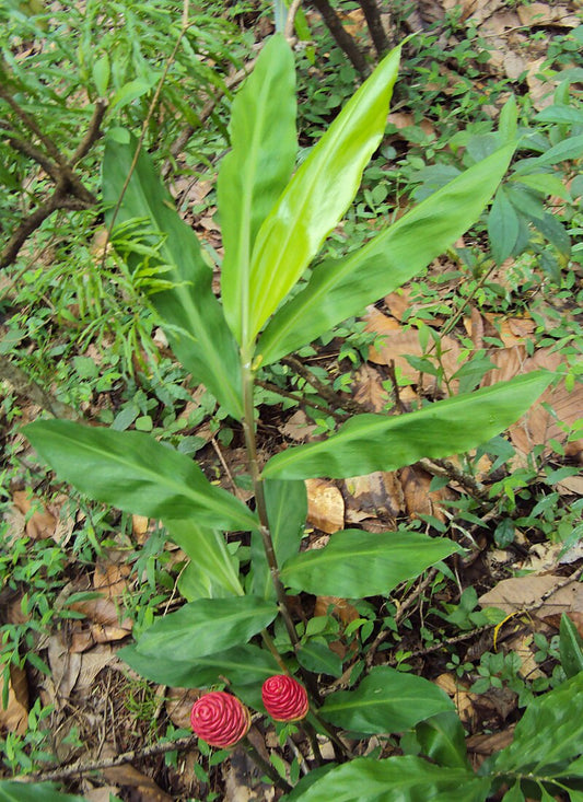 Ginger Shampoo Plant 6–8” Bareroot | Zingiber zerumbet | Awapuhi Root | Tropical Medicinal | Rare Edible Ornamental Ginger