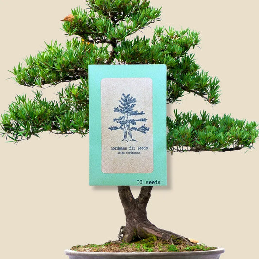 Abies Nordmannia 'Nordmann Fir' Seeds
