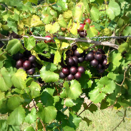 Muscadine Grape 'Alachua' (Vitis rotundifolia)